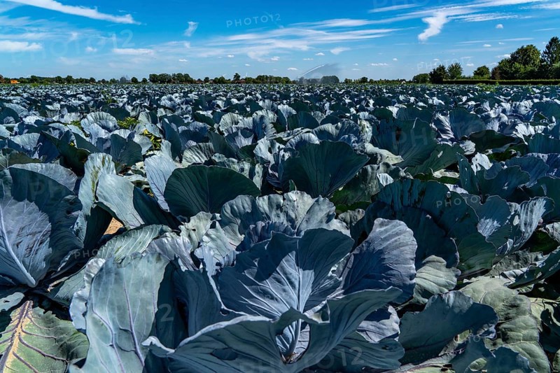 Vegetable cultivation, field with red cabbage, red cabbage, near Krefeld, North Rhine-Westphalia, Germany, Europe