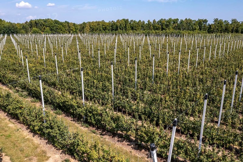 Fruit growing, berry cultivation, Germany, Europe