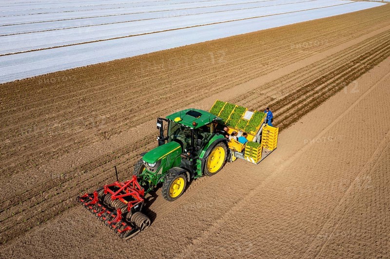 Vegetable cultivation, celery plants are planted in the field with a planting machine, Niederkrüchten, North Rhine-Westphalia, Germany, Europe