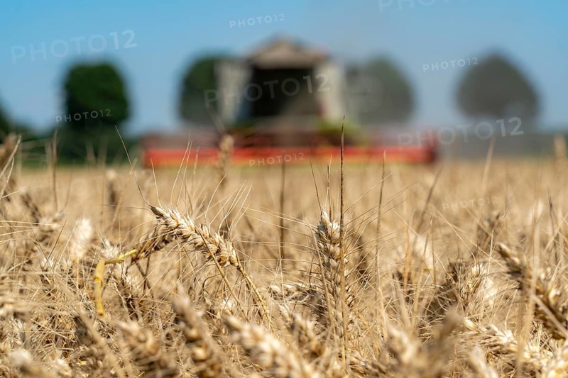 Agriculture, grain harvest, wheat, combine harvester harvesting in a wheat field, near Niederkrüchten, North Rhine-Westphalia, Germany, Europe