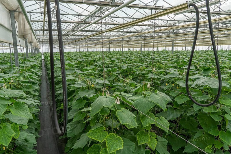 Cultivation of mini cucumbers, snack cucumbers, in a greenhouse, near Straelen, North Rhine-Westphalia, Germany, Europe