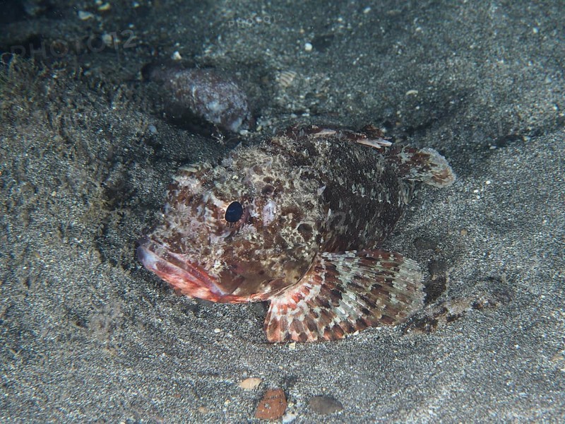 A Black scorpionfish (Scorpaena porcus) lies on lava sand at night. Dive site Playa, Los Cristianos, Tenerife, Canary Islands, Spain, Europe