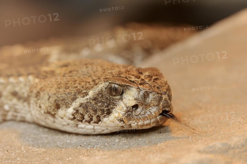 Texas rattlesnake or western diamondback rattlesnake (Crotalus atrox) lambent, captive, occurring in North America