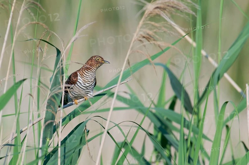 Common cuckoo (Cuculus canorus) female, Lower Saxony, Germany, Europe