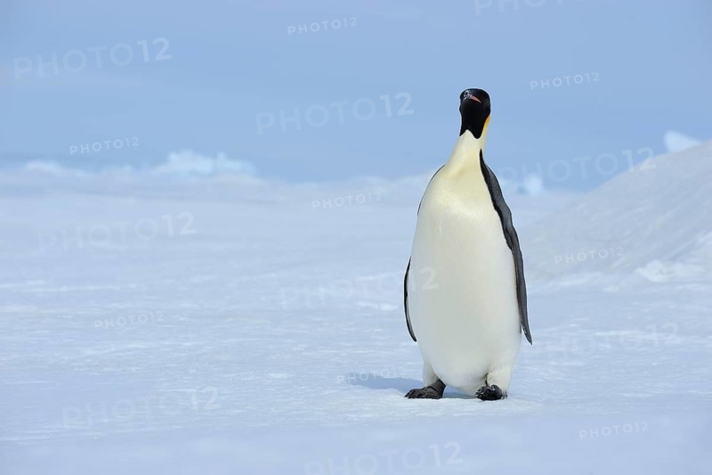 Emperor penguins (Aptenodytes forsteri), Penguin Lays on the Ice, Series, Snow Hill Island, Antartic Peninsula, Antarctica