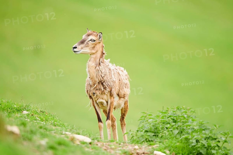 European mouflon (Ovis aries musimon) ewe standing on a meadow, tirol, Kitzbühel, Wildpark Aurach, Austria, Europe