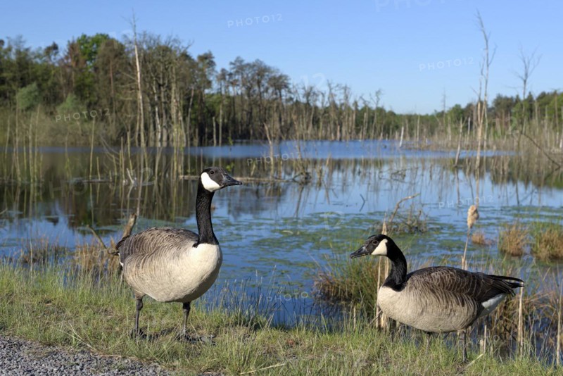 Canada goose (Branta canadensis), adult birds in a subsidence area, pair, wide-angle photograph, Bottrop, Ruhr area, North Rhine-Westphalia, Germany, Europe