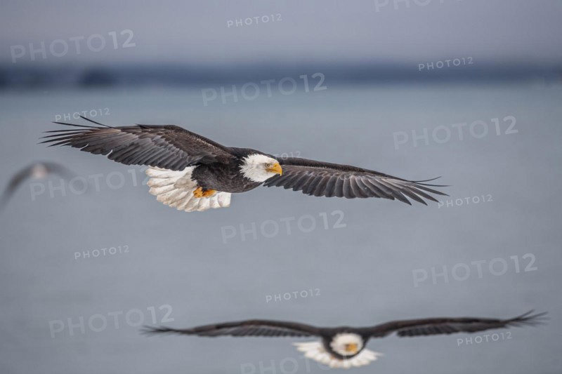 Bald eagle, Haliaeetus leucocephalus, flying, adult, winter, Homer, Alaska, USA, North America