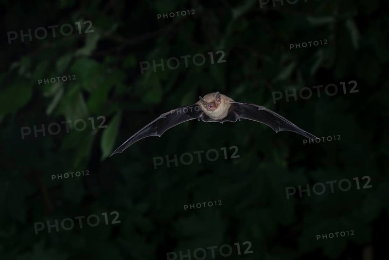 Common pipistrelle (Pipistrellus pipistrellus) hunting insects in front of deciduous forest, Brandenburg, Germany, Europe