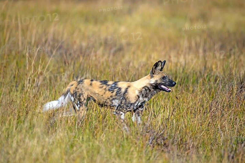 African wild dog (Lyacon pictus) Botswana, Botswana, Africa