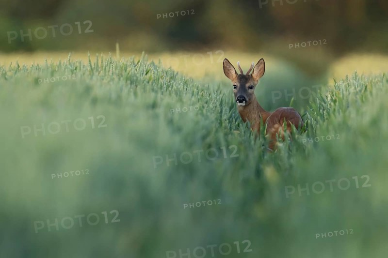 Roe deer (Capreolus capreolus) adult male buck animal in a farmland wheat field in the summer, Suffolk, England, United Kingdom, Europe