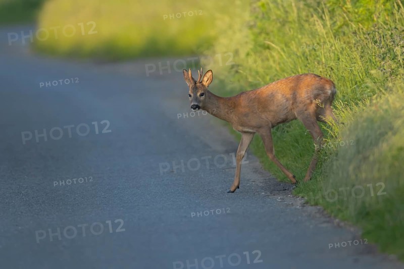 Roe deer (Capreolus capreolus) adult male buck animal preparing to walk across a country road, Suffolk, England, United Kingdom, Europe