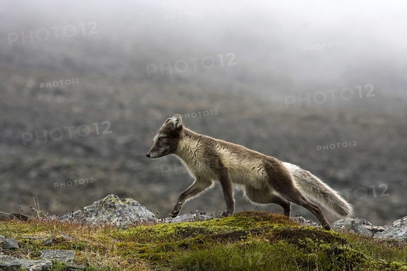 Arctic fox in summer coat, Arctic fox, (Alopex lagopus), summer coat, biotope, foraging, Svalbard Spitsbergen, Norway, Europe