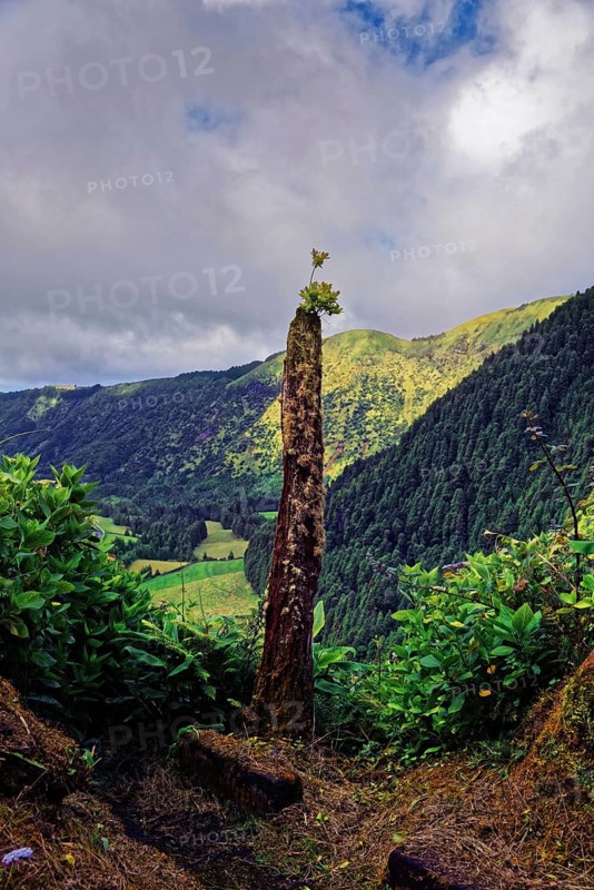 A solitary tree stump in the foreground of a green mountain landscape and cloudy sky, crater circular hiking trail, Caldeira das Sete Cidades, Lagoa Verde, Sao Miguel, Portugal, Europe