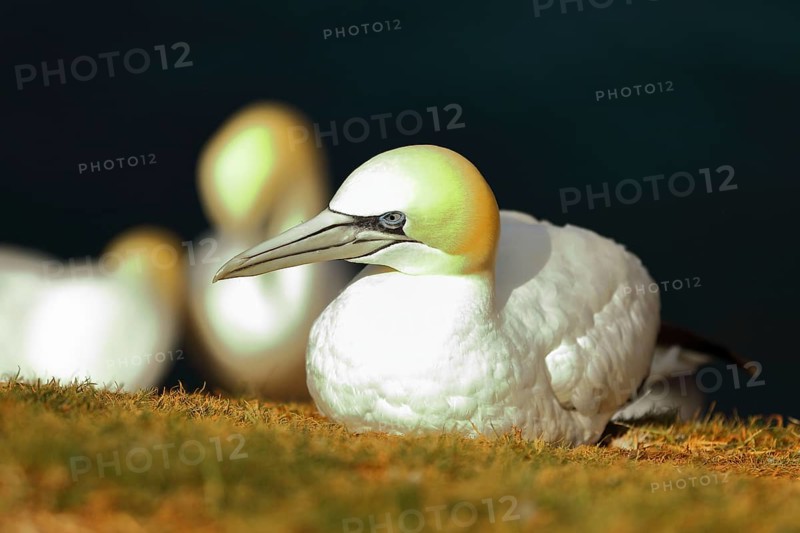 Northern gannet (Morus bassanus), lying on the edge of the cliff, Heligoland, Lower Saxony, Germany, Europe
