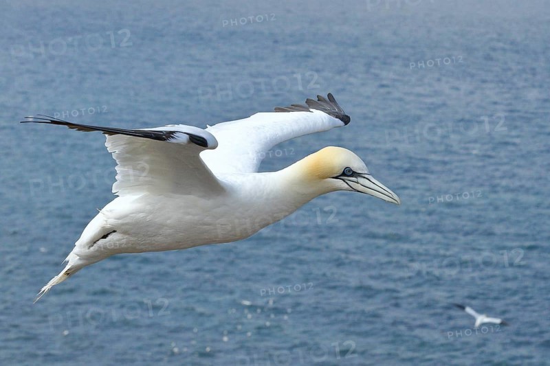 Northern gannet (Morus bassanus) in flight, aerial photograph, Heligoland, Lower Saxony, Germany, Europe