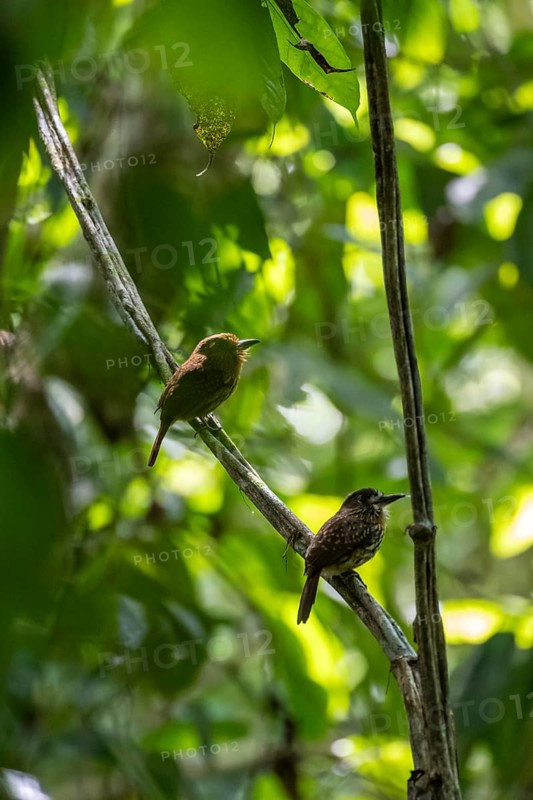 White-tailed Puffbird (Malacoptila panamensis) two birds sitting on a branch, tropical rainforest, Corcovado National Park, Osa, Puntarena Province, Costa Rica, Central America