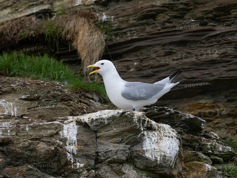 Black-legged kittiwake (Rissa tridactyla), adult bird calling in breeding colony on coastal cliffs of Arctic Ocean, May, Varanger Fjord, Norway, Europe