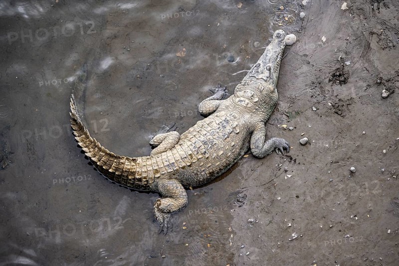 American crocodile (Crocodylus acutus) lying in the water, from above, Rio Tarcoles, Carara National Park, Puntarenas Province, Costa Rica, Central America