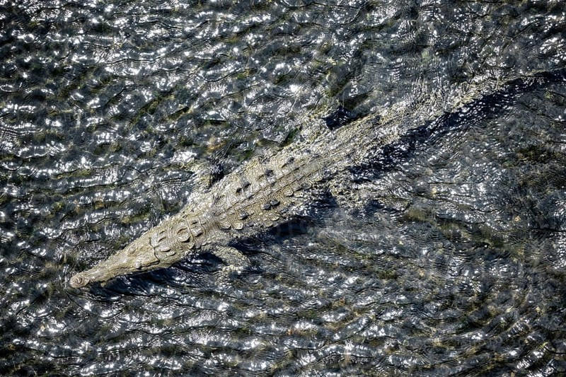 American crocodile (Crocodylus acutus) swimming in the water, from above, Rio Tarcoles, Carara National Park, Puntarenas Province, Costa Rica, Central America