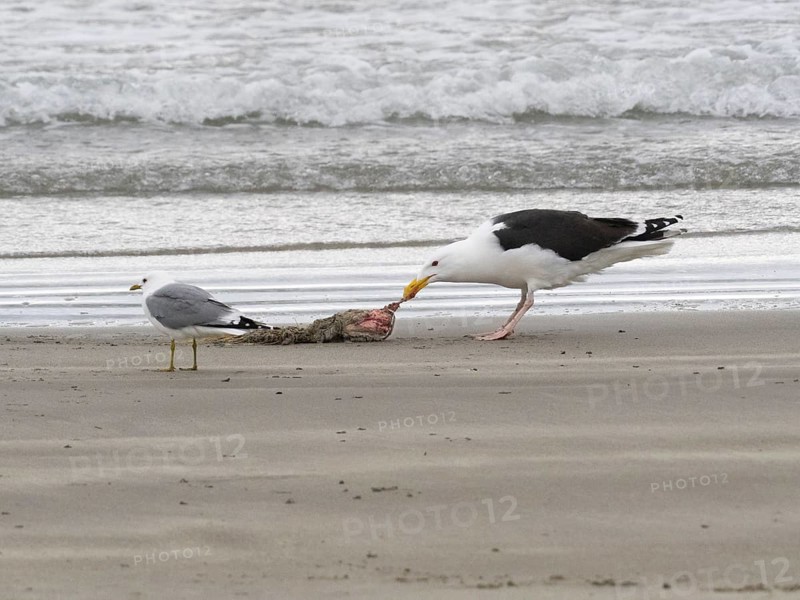 Great Black-backed Gull (Larus marinus) and Common Gull (Larus canus), scavanging upon carcass washed onshore, May, Varanger Fjord, Norway, Europe