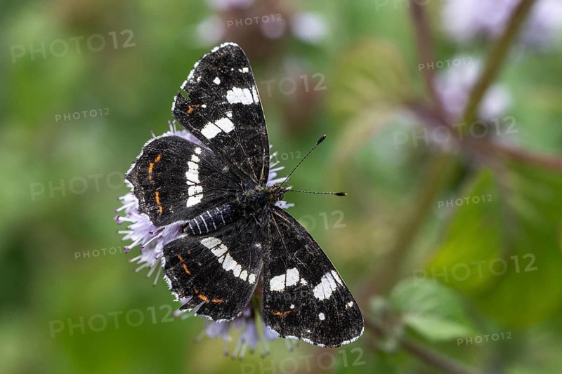 Map butterfly (Araschnia levana), summer generation, Emsland, Lower Saxony, Germany, Europe