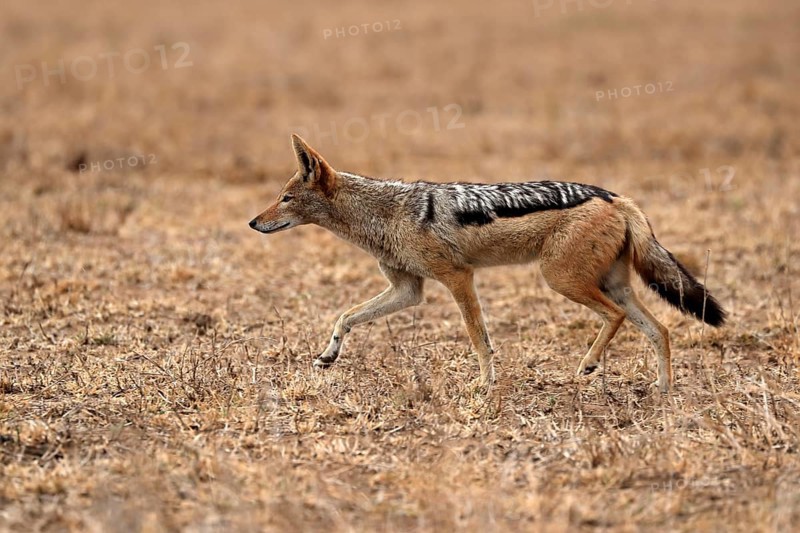 Black-backed jackal (Lupulella mesomelas), adult, alert, stalking, foraging, Kruger National Park, Kruger National Park, Kruger National Park South Africa