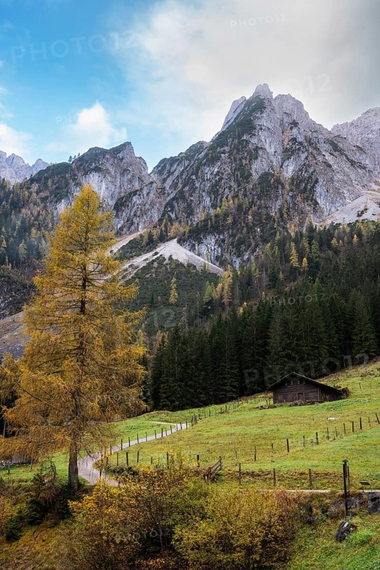 View of the Gosaukamm and the hiking trail around the Vorderer Gosausee. Yellow larch. Cloudy and blue sky. Gosau, Gosau valley, Salzkammergut, Upper Austria, Austria, Europe