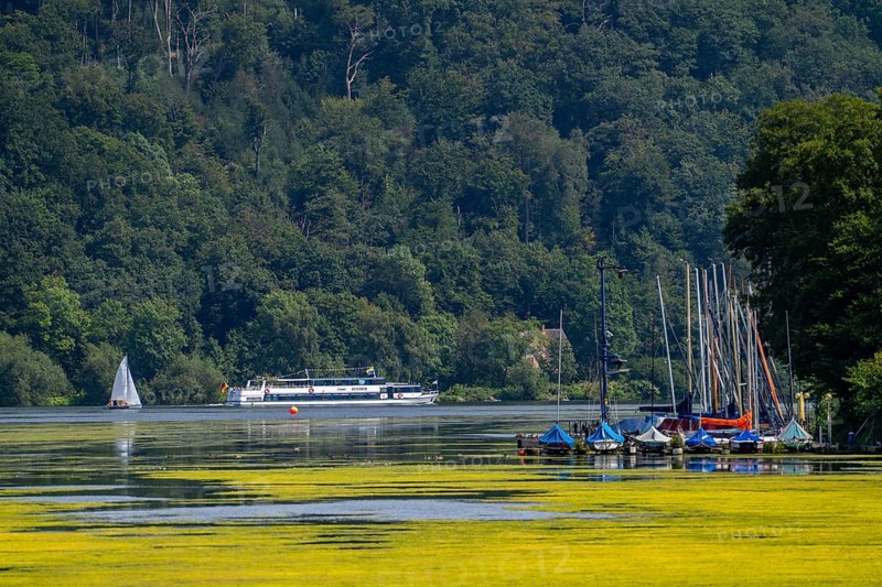 Green carpet of plants on Lake Baldeney in Essen, proliferating aquatic plant Elodea, waterweed, an invasive species, the fast-growing aquatic plant proliferates on large parts of the Ruhr reservoir, increased water temperatures accelerate growth, leisure boat traffic is severely impaired, White Fleet passenger ship, the navigation channel is kept clear, Essen, North Rhine-Westphalia, Germany, Europe