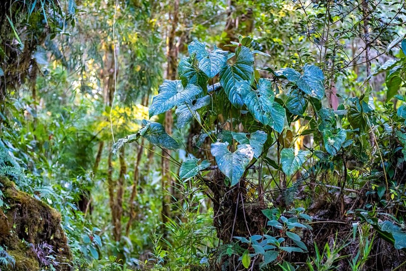 Dense vegetation in the cloud forest, mountain rainforest, Parque Nacional Los Quetzales, Costa Rica, Central America