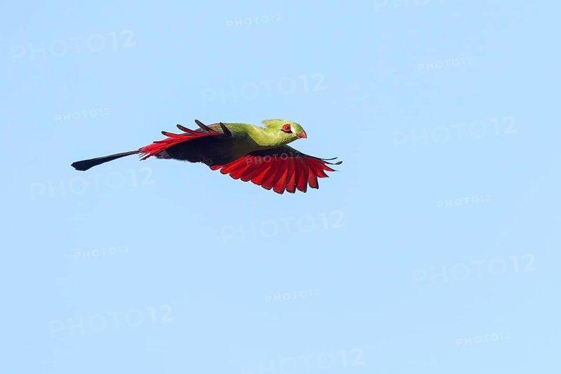 Guinea turaco (Tauraco persa), family of native turacos, aerial view, Brufut woods, Brufut, South Bank, Gambia, Africa