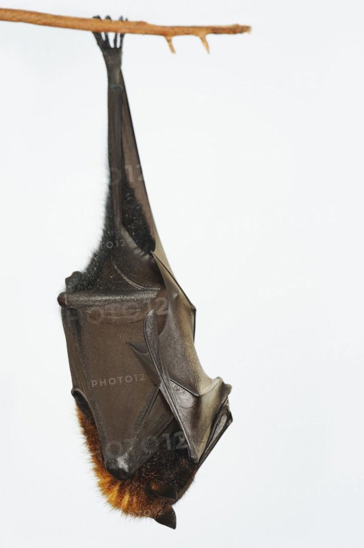 Kalong flying fox or large flying fox (Pteropus vampyrus), captive, occurring in Southeast Asia