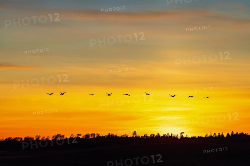Flock of cranes flying over a woodland in silhouettes at a colorful sunset