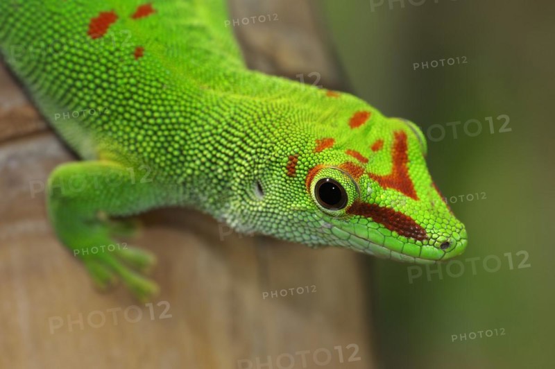 Madagascar giant day gecko (Phelsuma grandis), captive, native to Madagascar