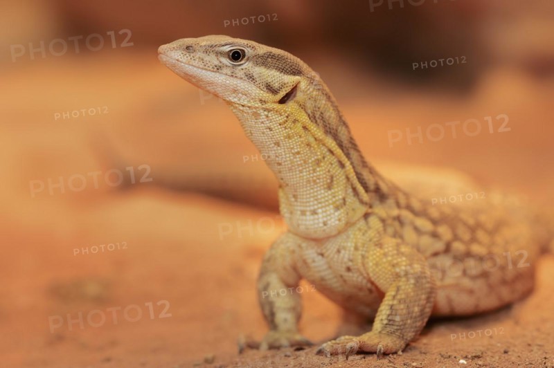 Spiny-tailed monitor (Varanus acanthurus), captive, occurring in Australia