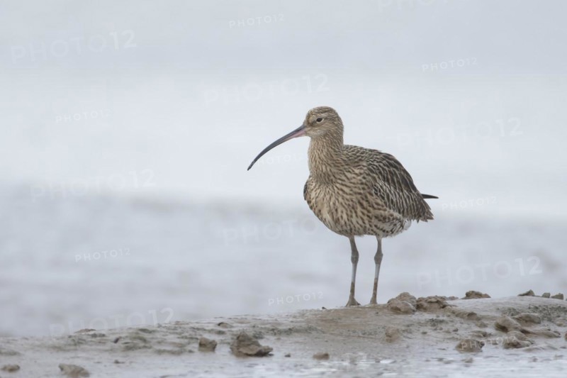 Eurasian curlew (Numenius arquata) adult bird on a mudflat, England, United Kingdom, Europe