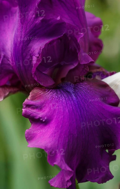 Beautiful multicolored iris flower bloom in the garden. Close up, fragility and summer concept