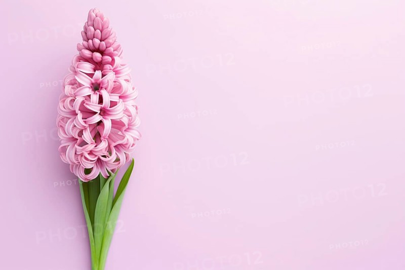 Single Hyacinth spring flower on side of pastel pink background with copy space, AI generated