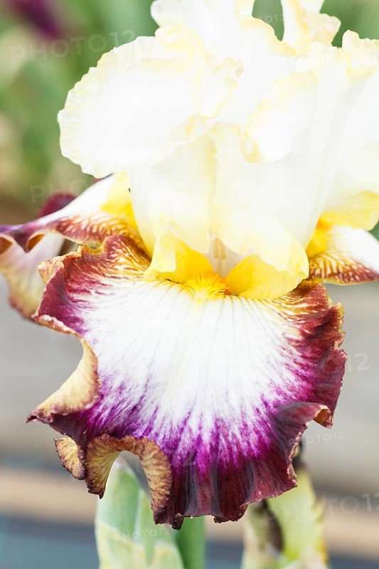 Beautiful multicolored iris flower bloom in the garden. Close up, fragility and summer concept