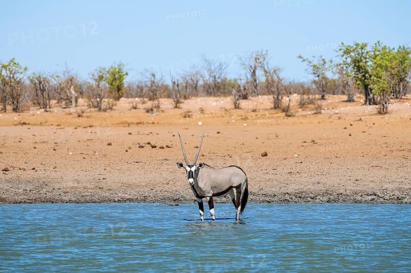 Gemsbok (Oryx gazella) standing in the water, waterhole in dry savannah with orange-coloured sand, Okavao waterhole, Etosha National Park, Namibia, Africa
