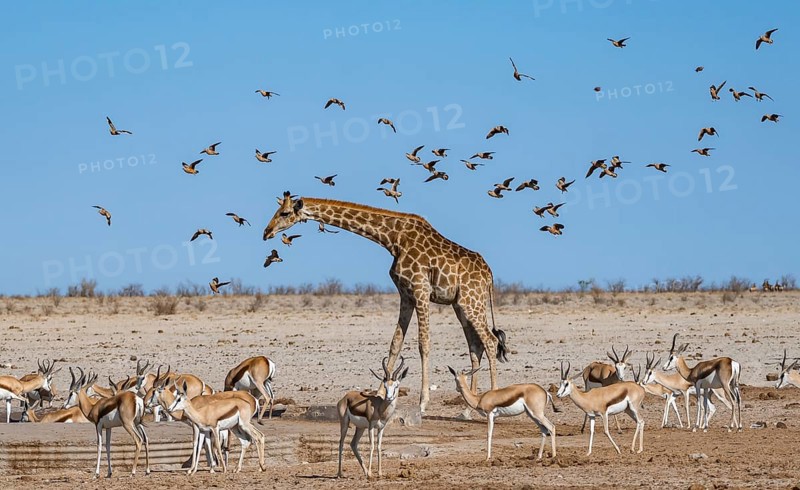 Various groups of animals at a waterhole, herd of springbok (Antidorcas marsupialis) and angolan giraffe (Giraffa giraffa angolensis), flock of flying fowl (Pterocles), Etosha National Park, Namibia, Africa