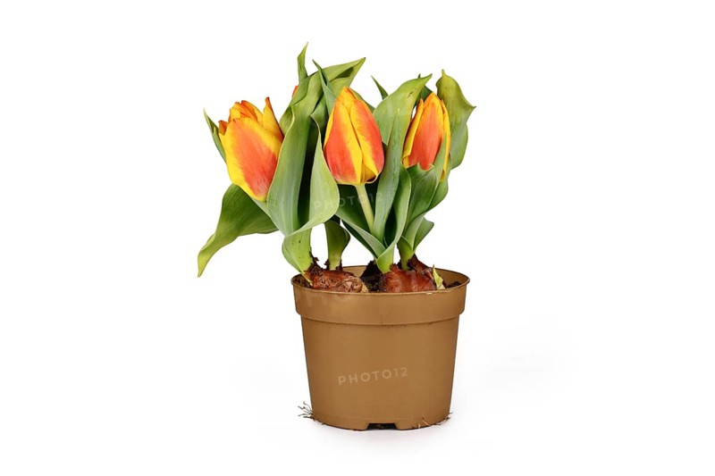 Flower pot with orange and yellow 'Tulipa Flair' tulip spring flowers on white background