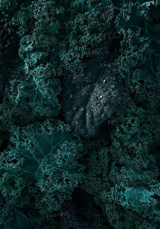 Food background, Fresh Kale leaves, close-up, vertical, no people, toned. selective focus
