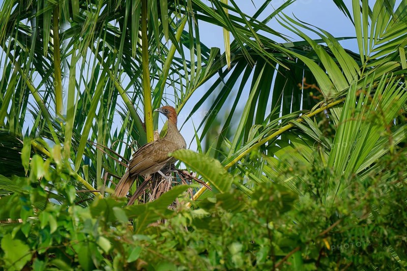 Chestnut-headed Chachalaca, Ortalis ruficeps, Amazon Basin, Brazil, South America