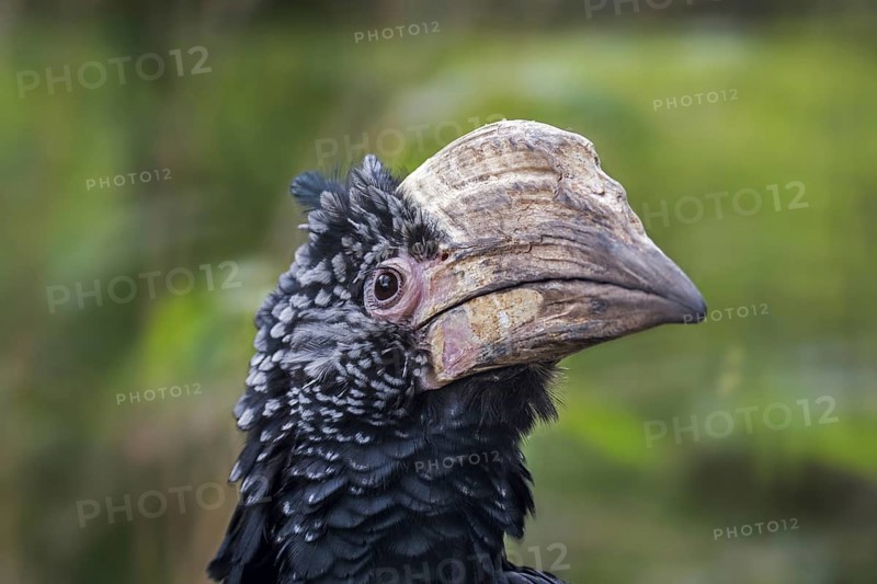 Silvery-cheeked hornbill (Bycanistes brevis, Ceratogymna brevis) close up portrait, native to East Africa