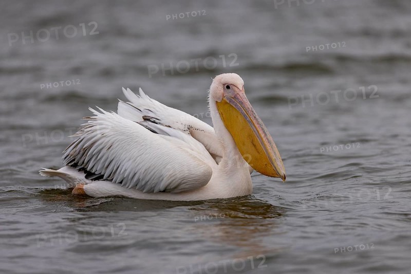 Great white pelican (Pelecanus onocrotalus), swimming, Lake Kerkini, Greece, Europe