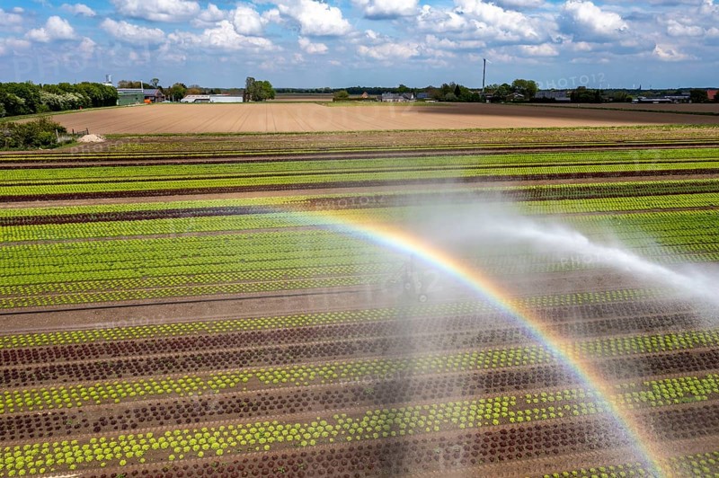 A field is artificially irrigated, water is sprayed onto the field via an irrigation system, field with different lettuce plants, in different stages of growth, North Rhine-Westphalia, Germany, Europe