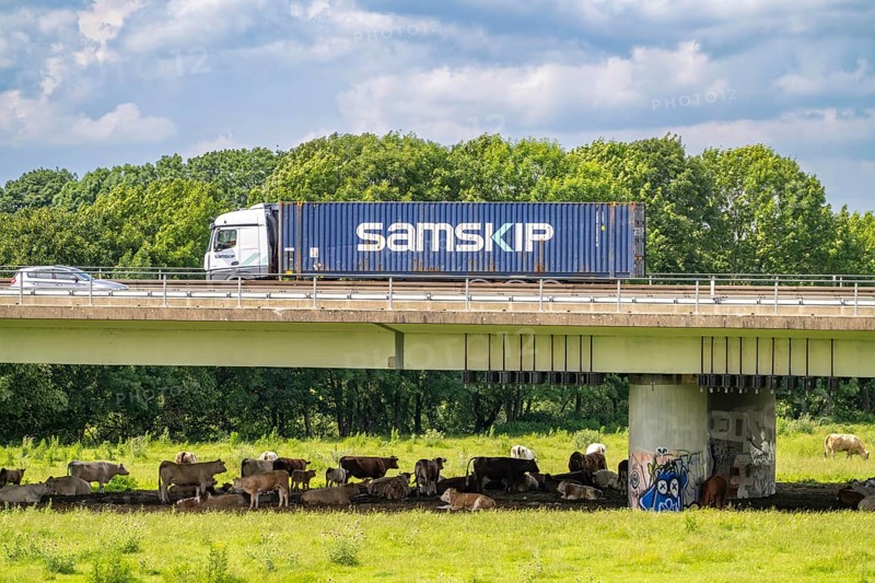 Container lorry on the A40 motorway, bridge over the Ruhr and Styrumer Ruhrauen, herd of cattle, dairy cows grazing, Mülheim an der Ruhr, North Rhine-Westphalia, Germany, Europe