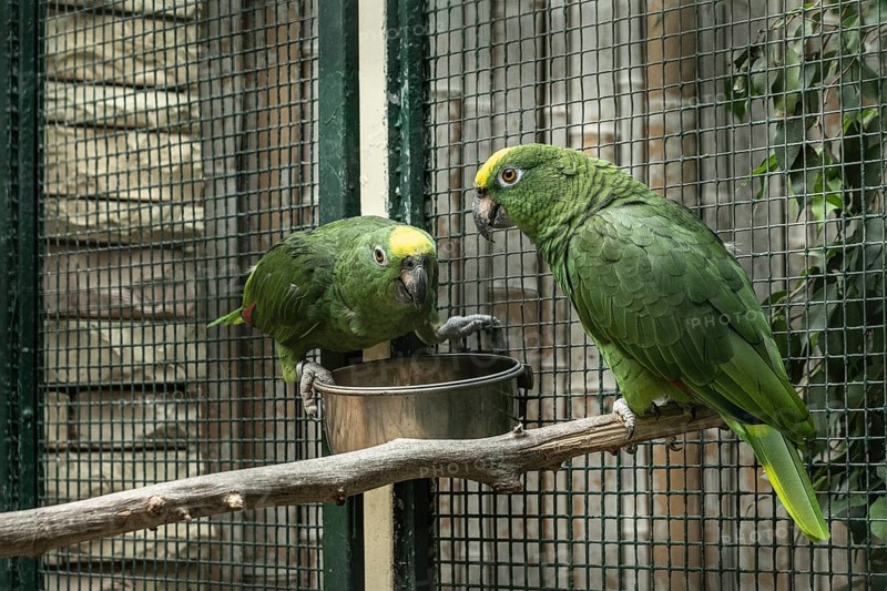 Natterer's Amazon, Yellow-crowned Amazon (Amazona ochrocephala natteri), Walsrode Bird Park, Lower Saxony, Germany, Europe