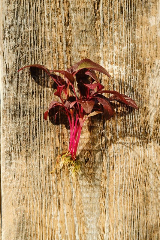 Top view of fresh amaranth sprouts on wooden background